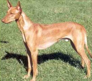 PHARAON-HOUND